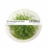 ADA Eleocharis parvula - tissue culture