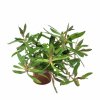 Pogostemon octopus - potted