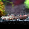 Rhinogobius new red pretty lips