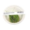 ADA Eleocharis montevidensis - tissue culture