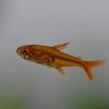 Ember Tetra (Hyphessobrycon amandae)