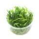 Sagittaria subulata - tissue culture