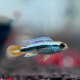 Apistogramma agassizii 'Blue Flame' - male