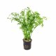 Ceratopteris siliquosa - potted