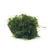 Java Moss (Vesicularia dubyana) - portion