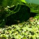 Raccoon Tiger Shrimp