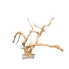 Branch Wood (XL) - B