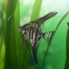 Black Lace Zebra Angelfish - Medium