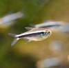 Black Neon Tetra (Hyphessobrycon herbertaxelrodi)