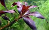 Ludwigia glandulosa (peruensis) - potted