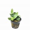Anubias nana 'Jade' - potted