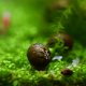 Assorted Small Nerite Snail
