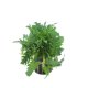 Hygrophila difformis - potted