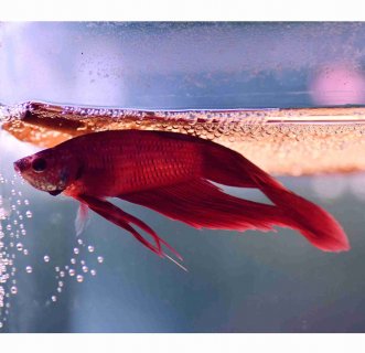 Red Betta Male