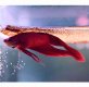 Red Betta Male