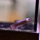 Copper Alien Wild Betta - Male