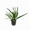 Hygrophila odora - potted