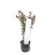 Rotala rotundifolia 'Vietnam H'ra' - potted