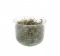 Rotala macrandra mini red - tissue culture