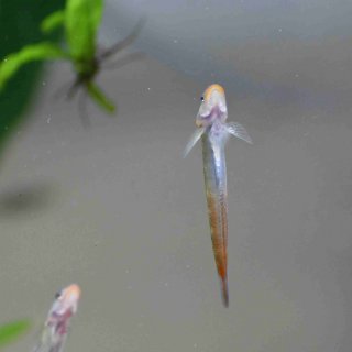 Red Lipstick Goby (Sicyopus rubicundus)