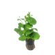 Hydrocotyle leucocephala - potted