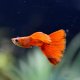 Full Red Grey Guppy - Male