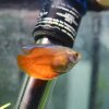 Dwarf Gourami Blood Red (Colisa lalia)