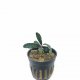 Bucephalandra artemis - potted