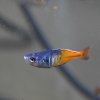 Boeseman's rainbowfish (Melanotenia boesemani)
