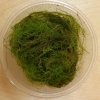 Stringy Moss (Leptodictyum riparium) - portion