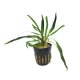 Cryptocoryne balansae - potted