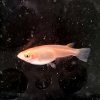 Medaka Rice Fish Gold (Oryzias latipes)