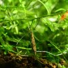 Mini Needle (Indostomus paradoxus)