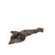 Kapas Root (M) - F