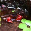 Red Thai Crab (Pseudosesarma moeschi)