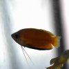 Honey Gourami (Trichogaster chuna)