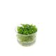 Cryptocoryne wendtii \"Green\" - tissue culture