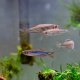 Orange Finned Danio (Danio kyathit)