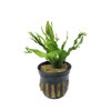 Microsorum pteropus 'Windelov'
