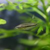 Sparkling Gourami (Trichopsis pumila)