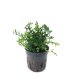 Bolbitis heteroclita 'difformis' - potted