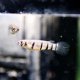 Redchin Panchax (Epiplatys dageti)