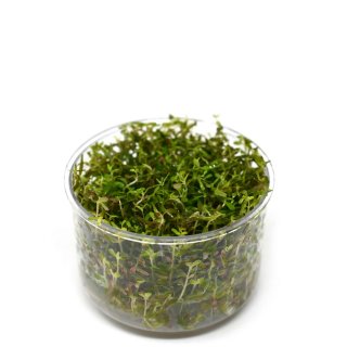 Rotala rotundifolia \'Vietnam H\'ra\' - tissue culture