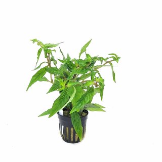 Staurogyne sp. Porto Velho - potted