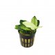Anubias nana Marble - potted