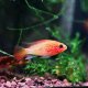 Apistogramma viejita gold