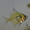 Indian Glass Fish (Parambassis ranga)