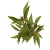 Alternanthera reineckii rosaefolia - potted