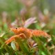 Mexican Dwarf Crayfish Orange (Cambarellus patzcuarensis)