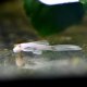 Snow White Bristlenose Pleco - Longfin